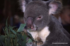 australien-koala-baer