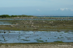 isla_margarita_mangroven